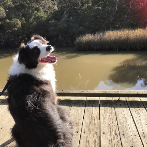 Border Collie