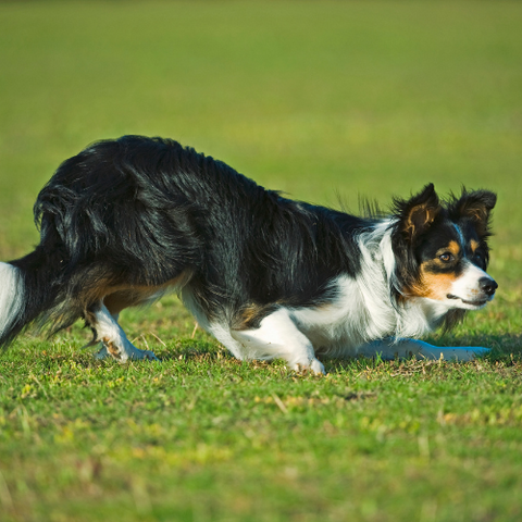 Border Collie