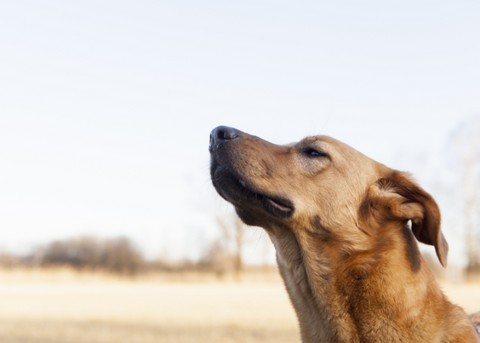 dogs sense of smell