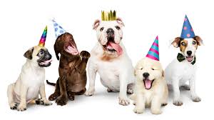 Dog Birthday