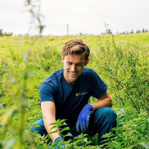 Hugo Morrissey, the founder of the Scottish soft drink startup Nuisance Drinks, foraging nettles for our premium  botanical nettle and elderflower soft drink.