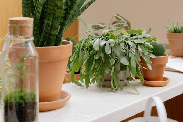 Indoor Plant Deco