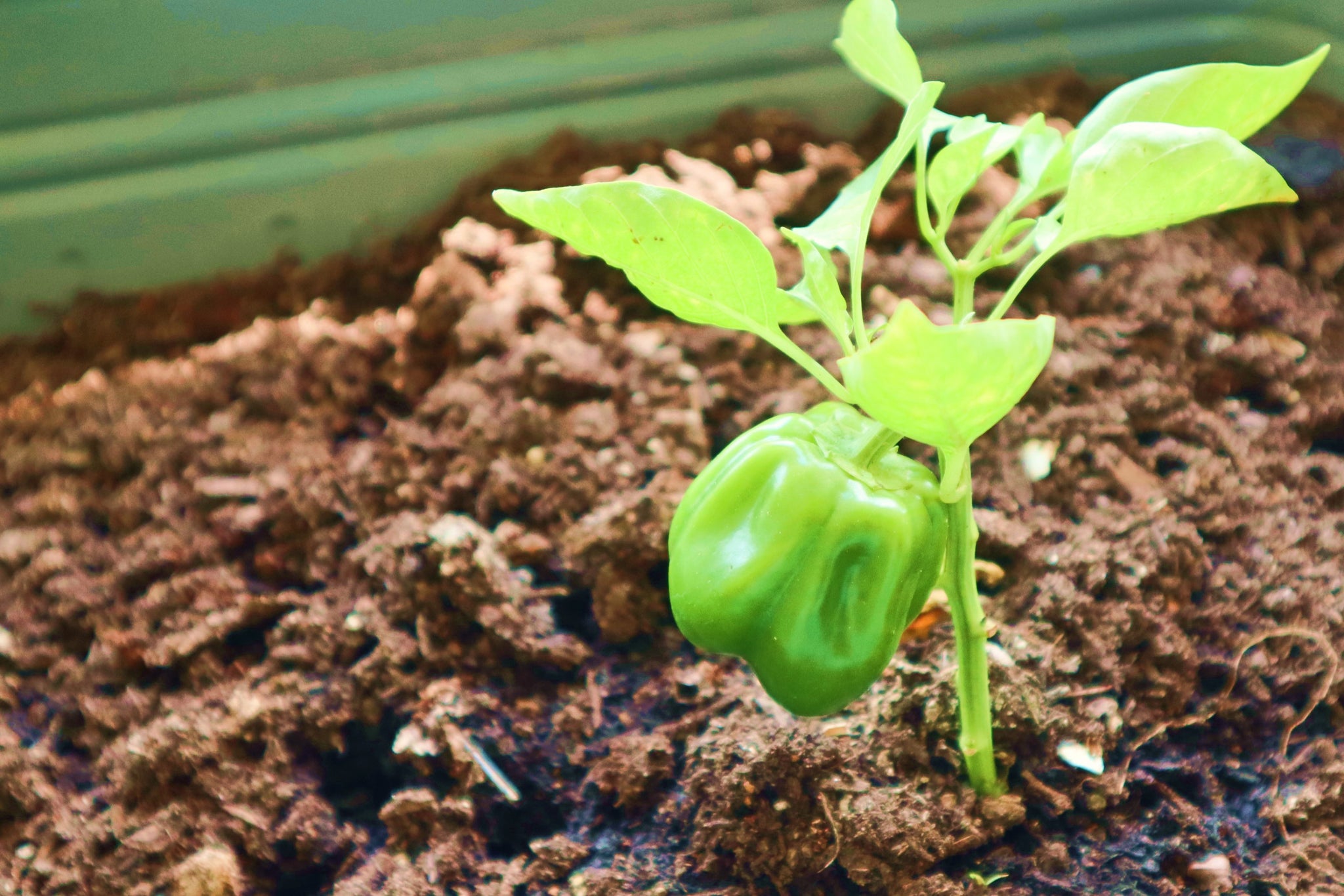 Atlantic Knife | Go Green Community Greenhouse Update | Green Peppers Growing