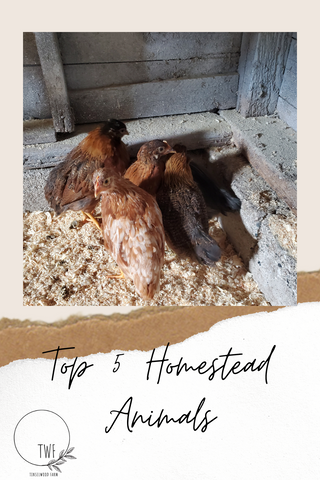 top 5 homestead animals