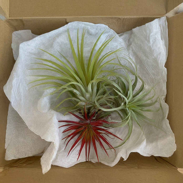 air plants shipping packaging