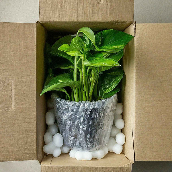 house plant shipping box