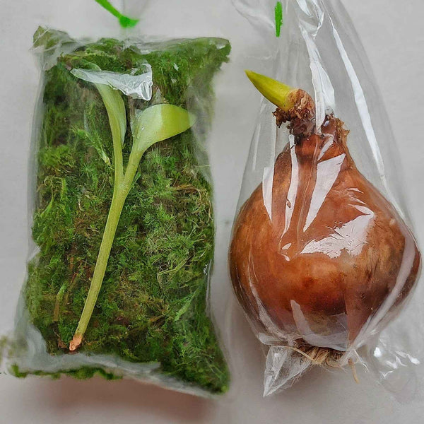 plant bulbs shipping packaging