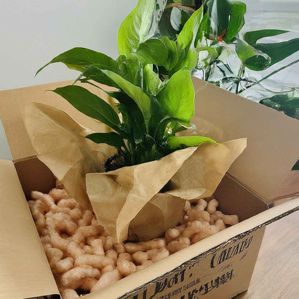 plant custom box