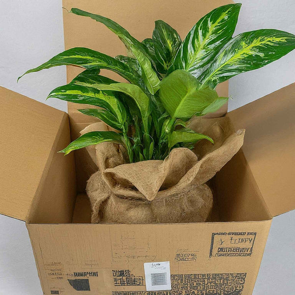plants domestic shipping