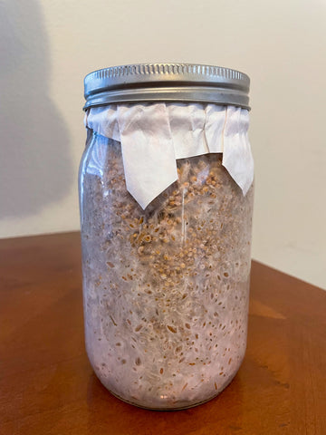 pink oyster mushroom grain spawn jar