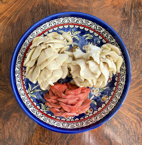 oyster mushrooms in a bowl