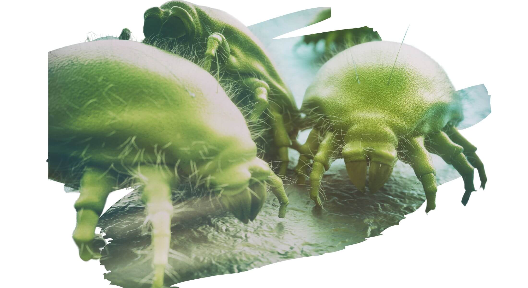 what is dust mites allergy