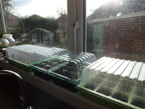 Spring Seeds in propogator on kitchen windowsill