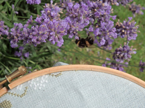 Bumblebee on lavender