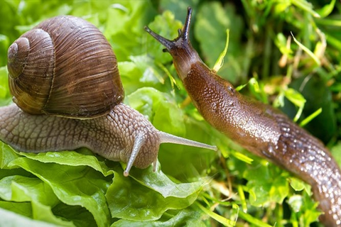 Making Short Work Of Slugs & Snails