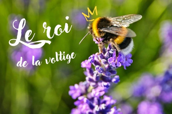 Les causes du déclin des pollinisateurs et comment les sauver. Plusieurs solutions et gestes pour protéger les abeilles et les bourdons - EDHEN FOOD