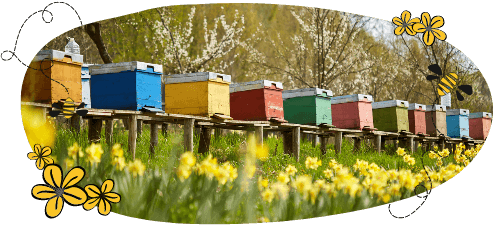 Le miel toutes fleurs EDHEN™, un généreux nectar qui prend soin de votre santé.