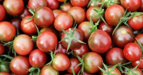 Plant de tomate black cherry : la plus grosse variété de tomate cerise  - Le Jardin d'Edhen