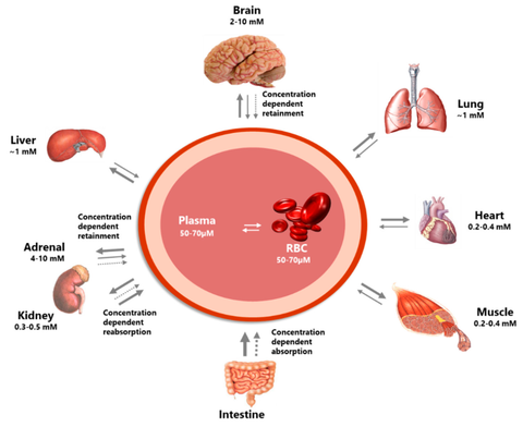 Normal concentration of Vitamin C in the body