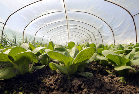 clear vinyl tarp used in gardening