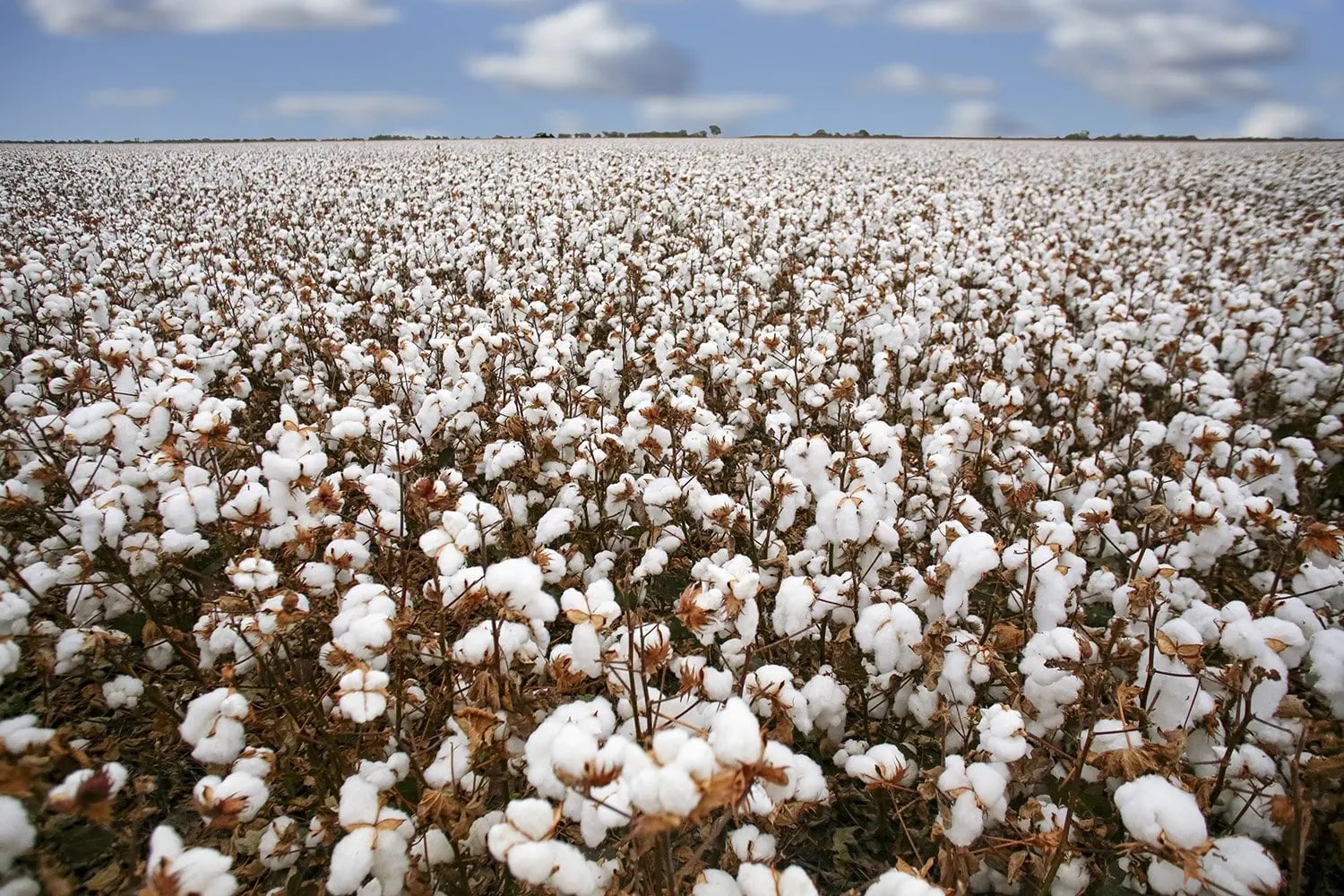 Sustainable Fashion News Roundup August POMP Greener cotton production Australia