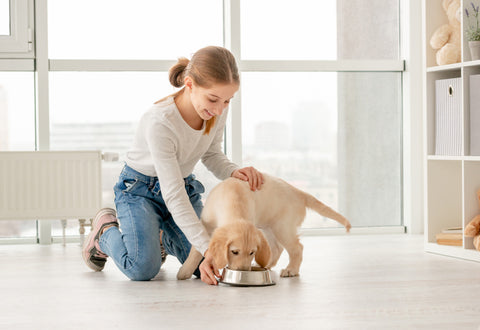 Dog feeding