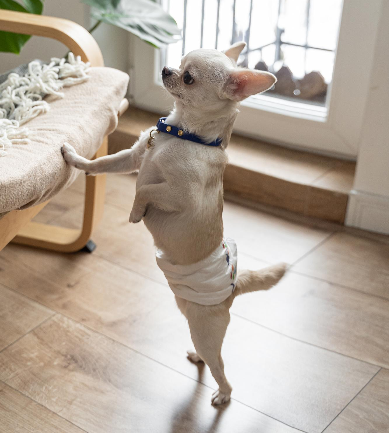 What are dog diaper liners and why use them - Image 1