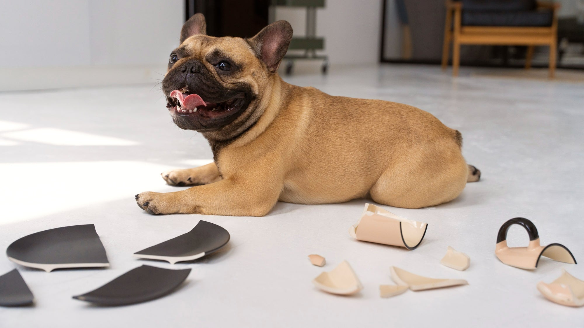 dog-breaking-plates-at-home