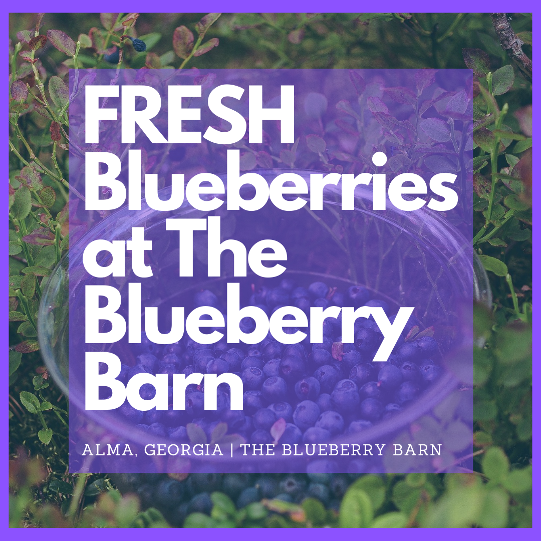 where to get fresh blueberries in alma, georgia 