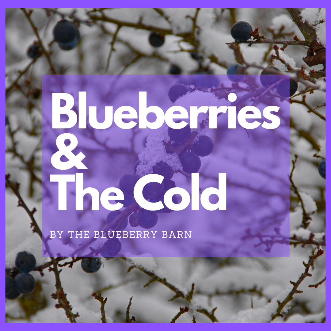 how many chill hours do blueberries need