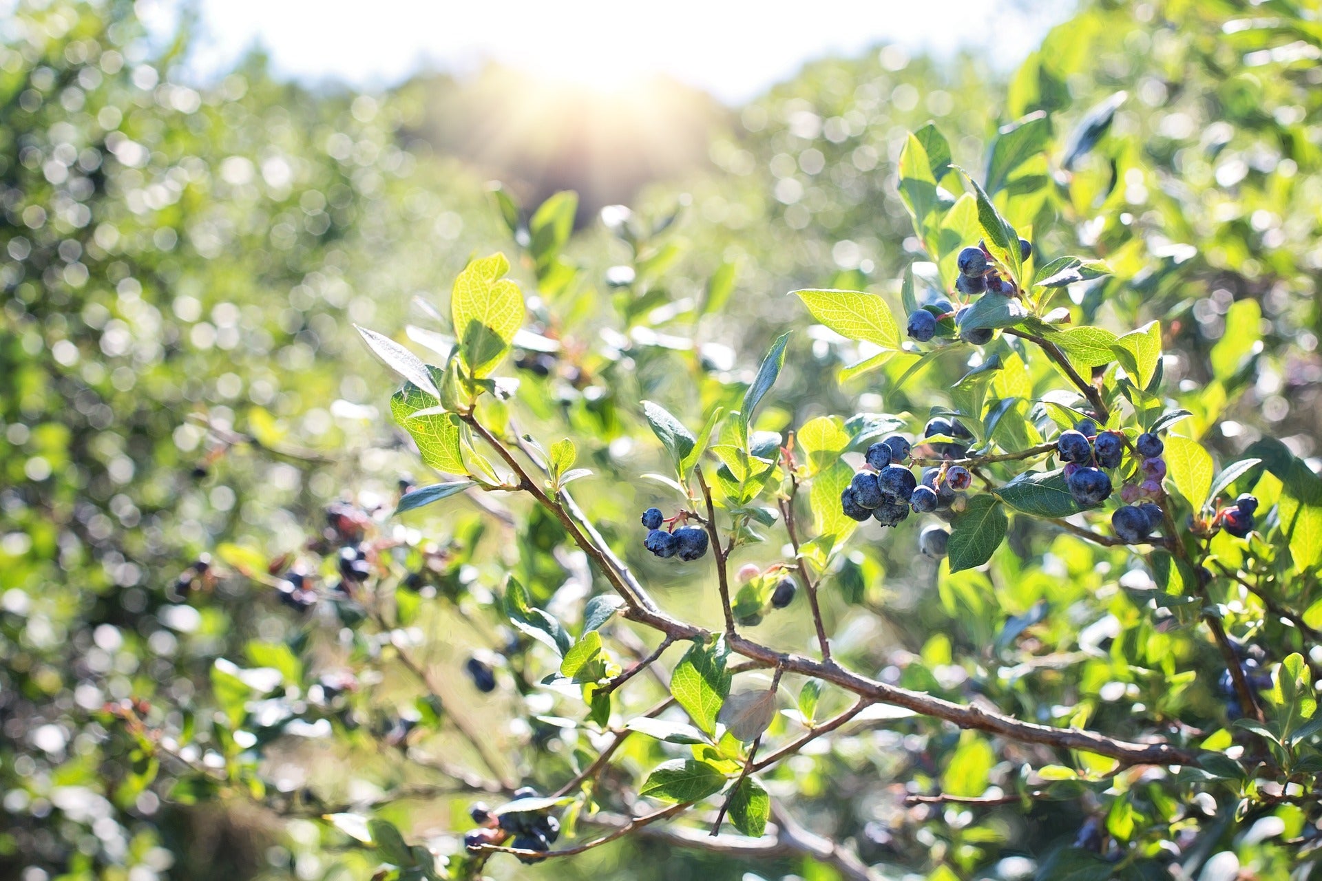 Blueberries ripe in the field at The Blueberry Barn 