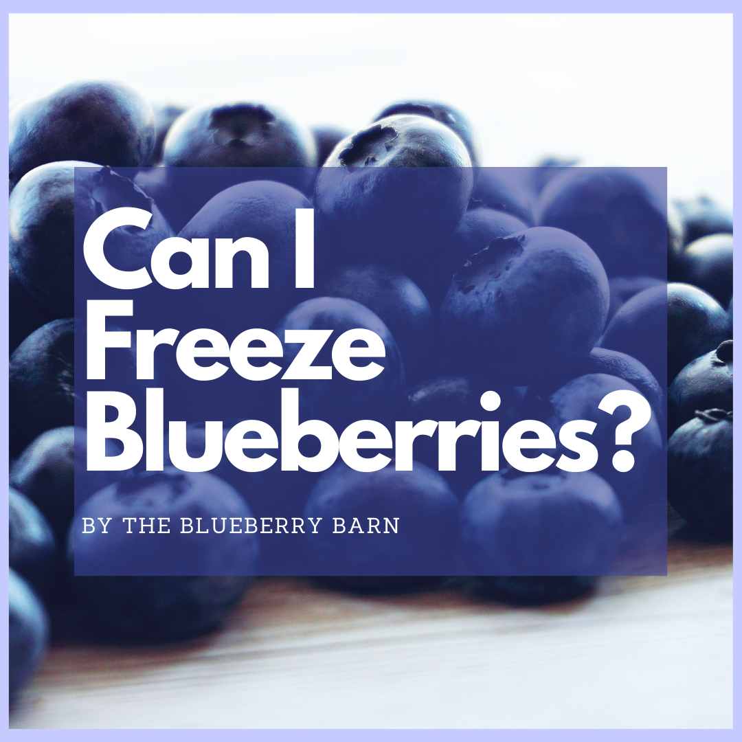 Can I Freeze Blueberries?