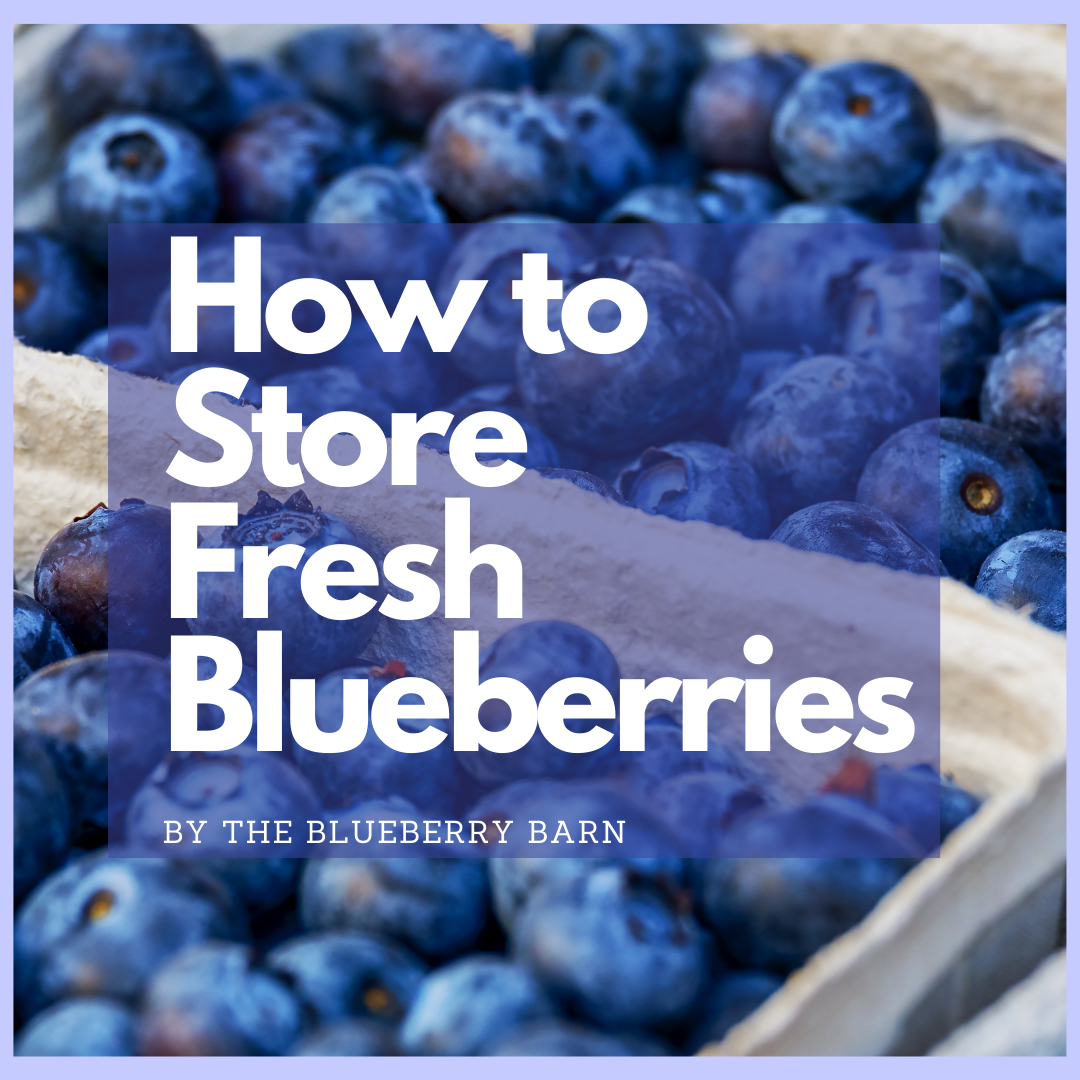 how to store fresh blueberries by the blueberry barn