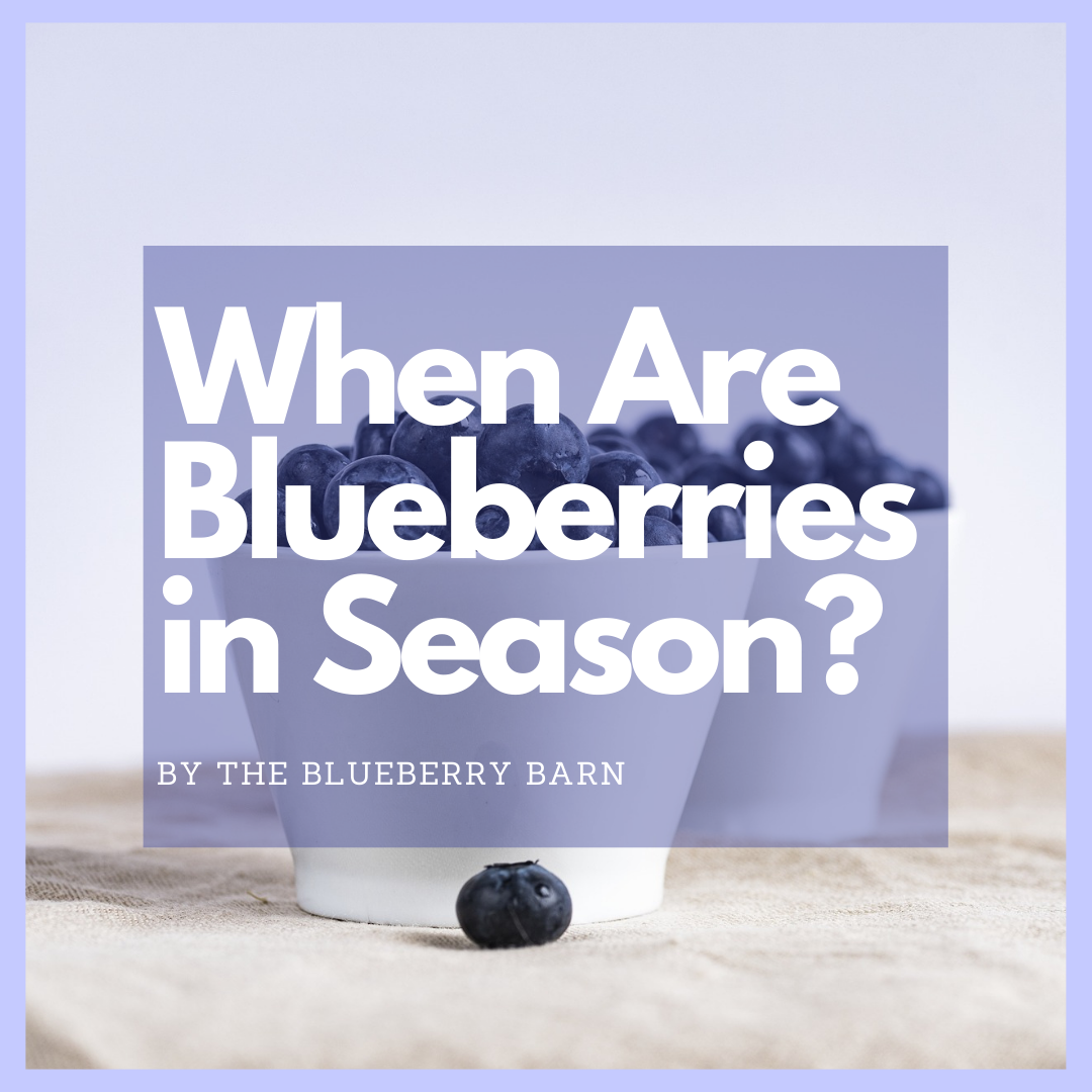 read the article to find out when blueberry season in Alma, Georgia starts