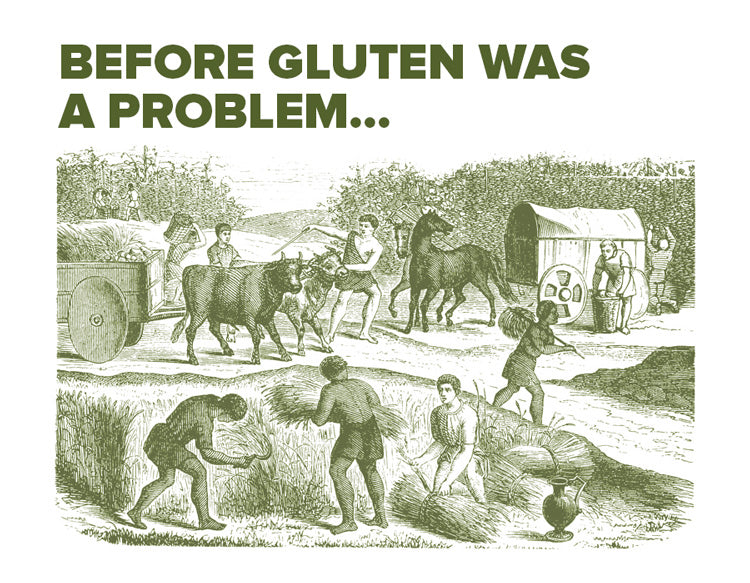 Revival Einkorn - before gluten was a problem