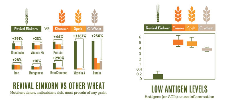 Comparing einkorn to modern wheat