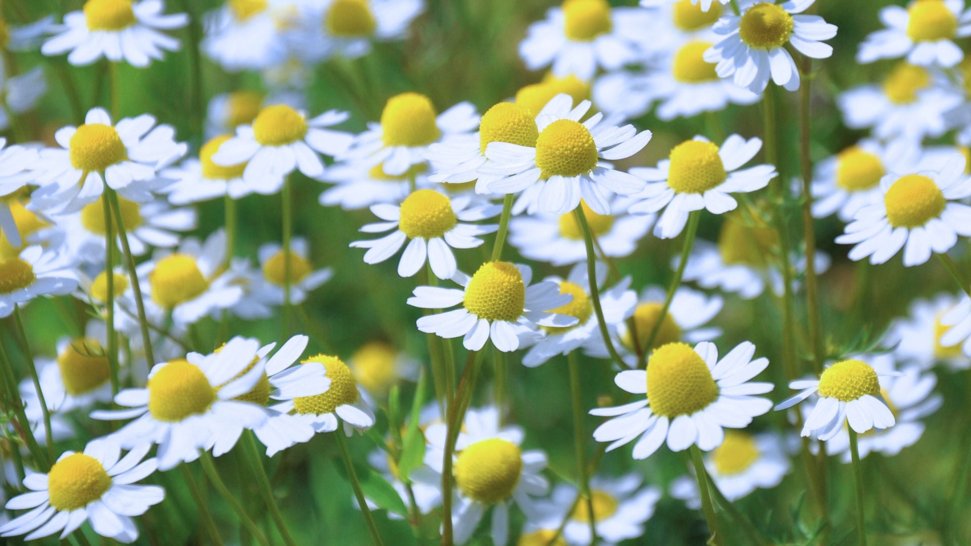 Chamomile.jpg__PID:cbf99852-a33c-4298-b2f1-ad3539144550