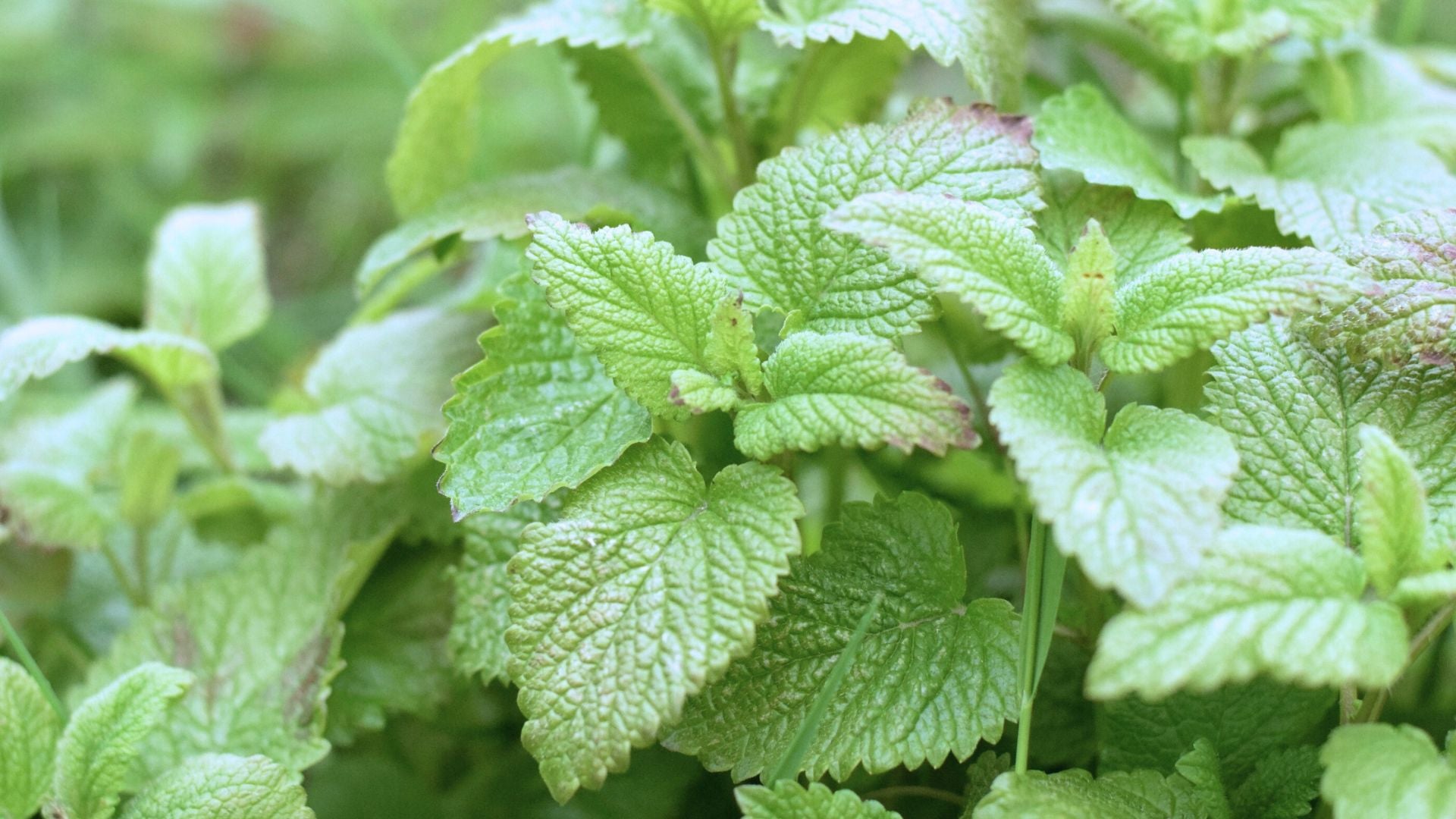 Lemonbalm.jpg__PID:d2cbf998-52a3-4c52-98f2-f1ad35391445