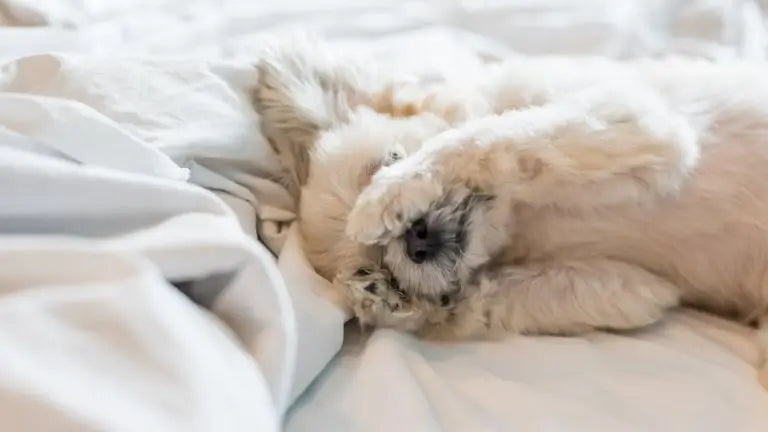 Cute cream pup dreaming with paws on its face – all cosy and sweet in white bedding