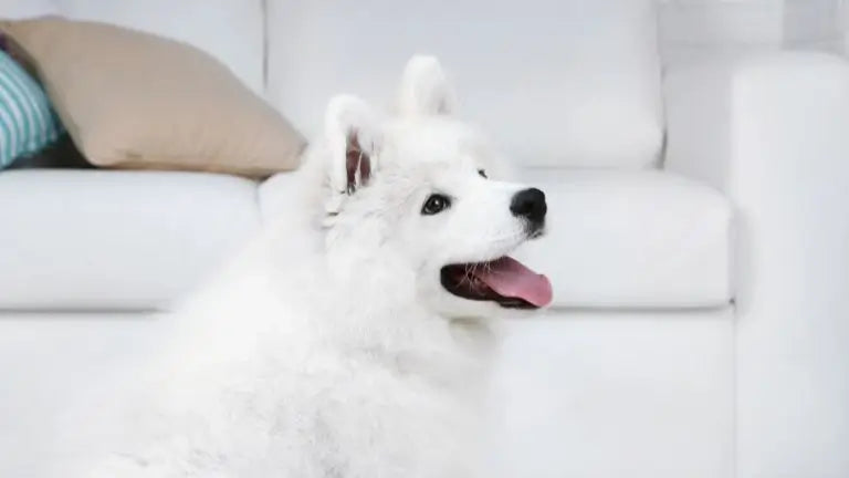 White Samoyed sat near a white sofa – showing how to keep pups off the furniture