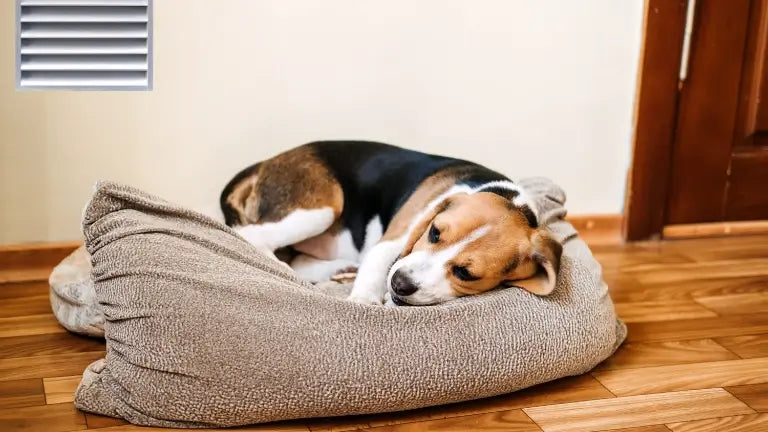 Senior dog resting on orthopaedic dog bed on hardwood floor.
