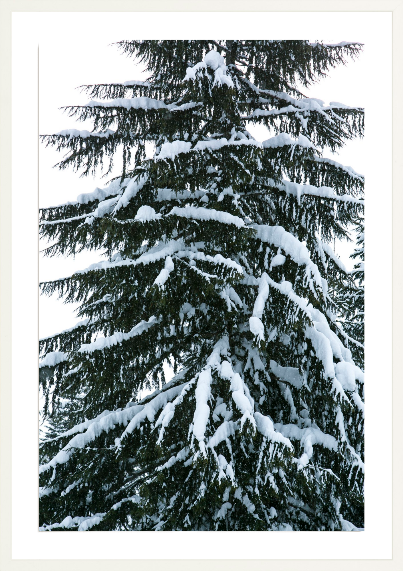 Snow on Trees  SMH Illustration & Design