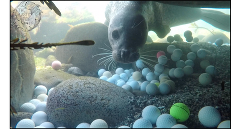 Sea Lion with Golf Balls off of Pebble Beach