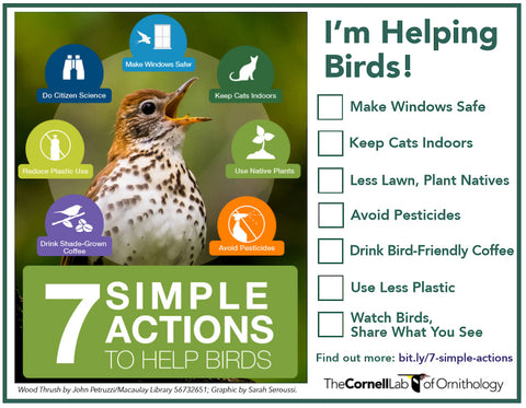 7 Easy Ways to Help Birds