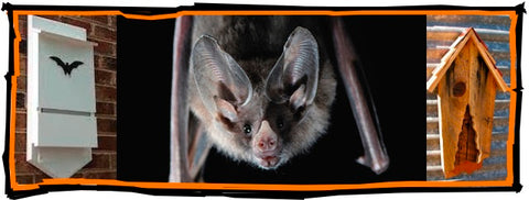 Offer Bats Proper Shelters and they'll return the favor