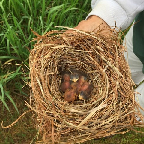 Bluebird Hatchling in Chickadee Nest