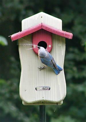 Bluebird house with front door