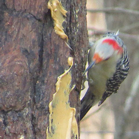 Red Bellied Woodpecker eating peanut butter from tree
