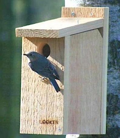 Side Monitor Bluebird House