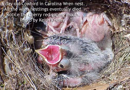 Cowbird baby in nest